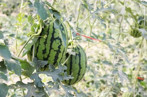 吃瓜网红地点,吃瓜群众的美食天堂  第2张