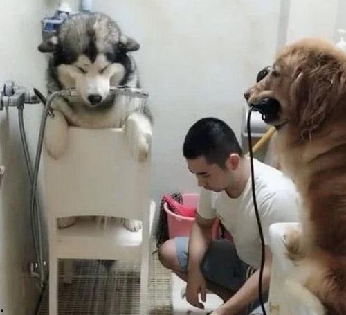 网友爆料狗狗被扎伤了视频,狗狗惨遭扎伤,现场画面令人揪心  第2张 网友爆料狗狗被扎伤了视频,狗狗惨遭扎伤,现场画面令人揪心  第2张